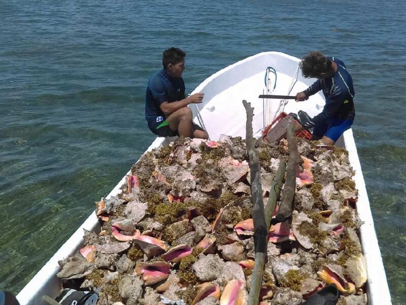 Entran en vigor vedas de caracol rosado y mero en Quintana Roo