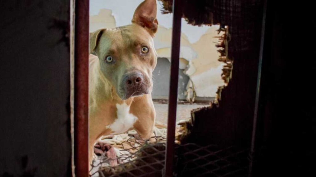 Rocky, perro rescatado en Cancún.