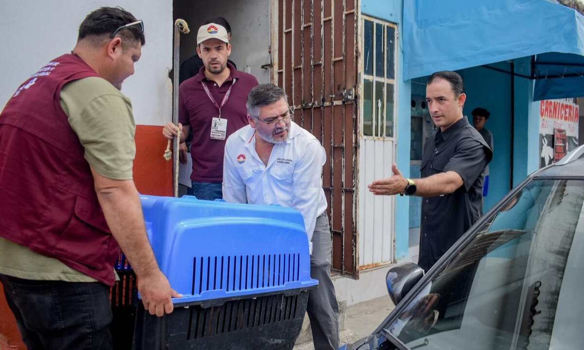 Rescate de Rocky, perro abandonado en un predio de la supermanzana 223 de Cancún.