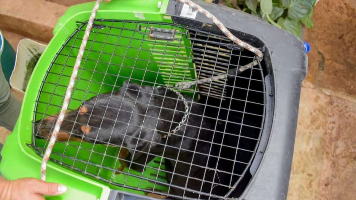 Rescate de perros en Cancún.