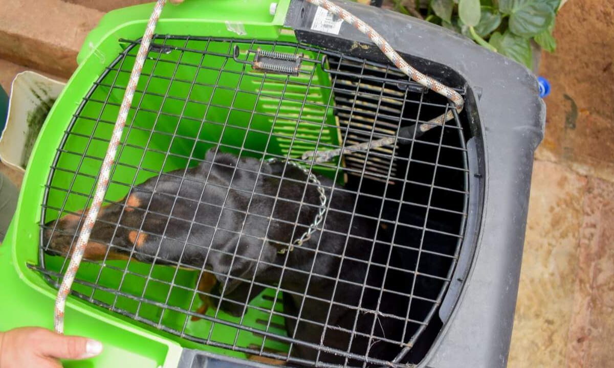 Rescate de perros en Cancún.