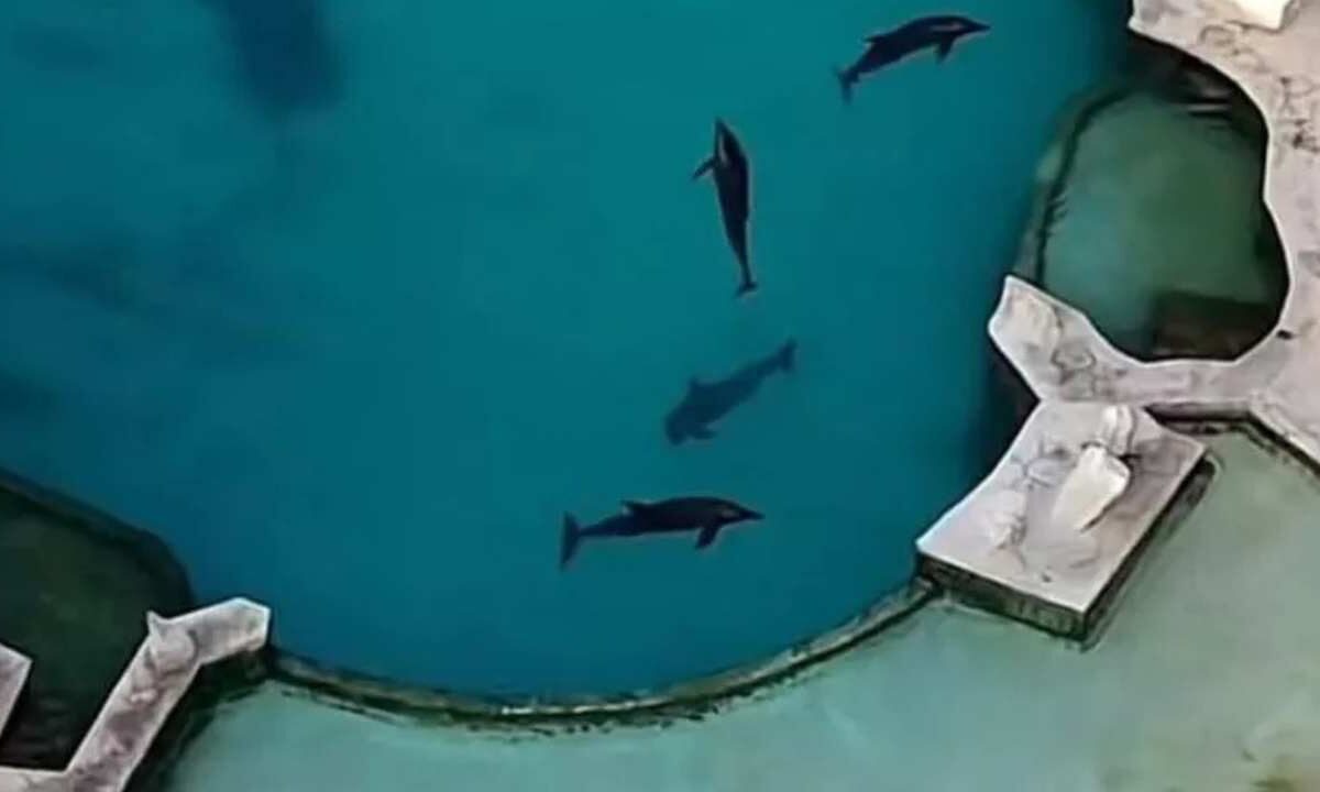 Delfines en Ventura Park.