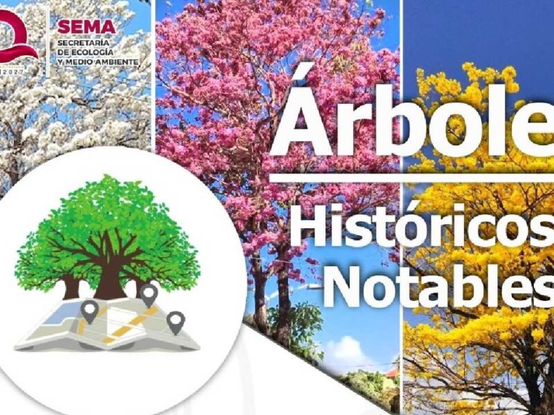 ¡Esto es para ti! Buscan a los árboles más icónicos y notables en Quintana Roo ¿Sabes de alguno?