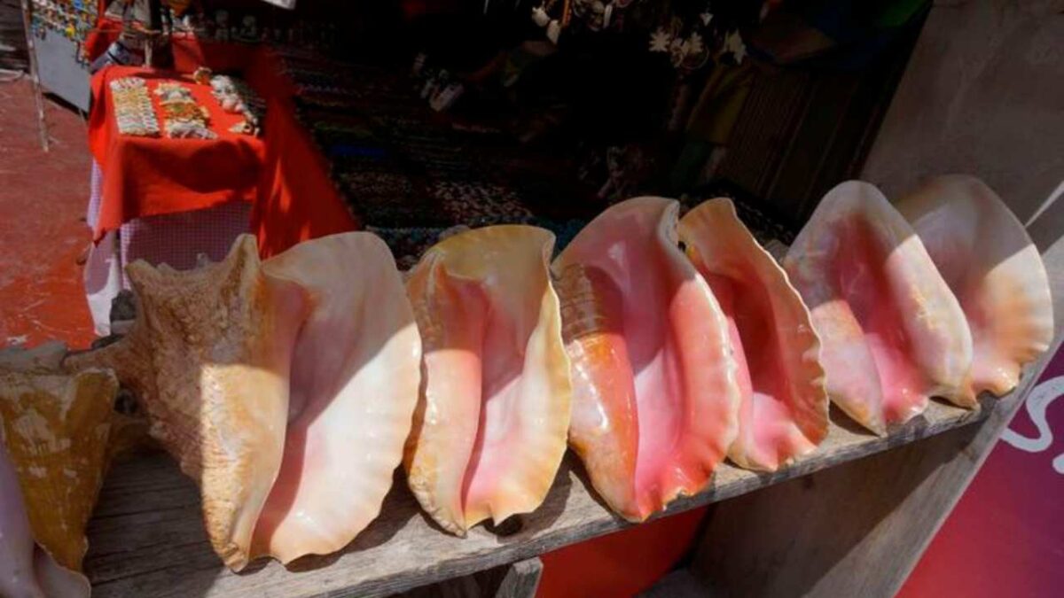 Pescadores autorizados capturan caracol rosado en Banco Chinchorro durante temporada 2026 en Quintana Roo.