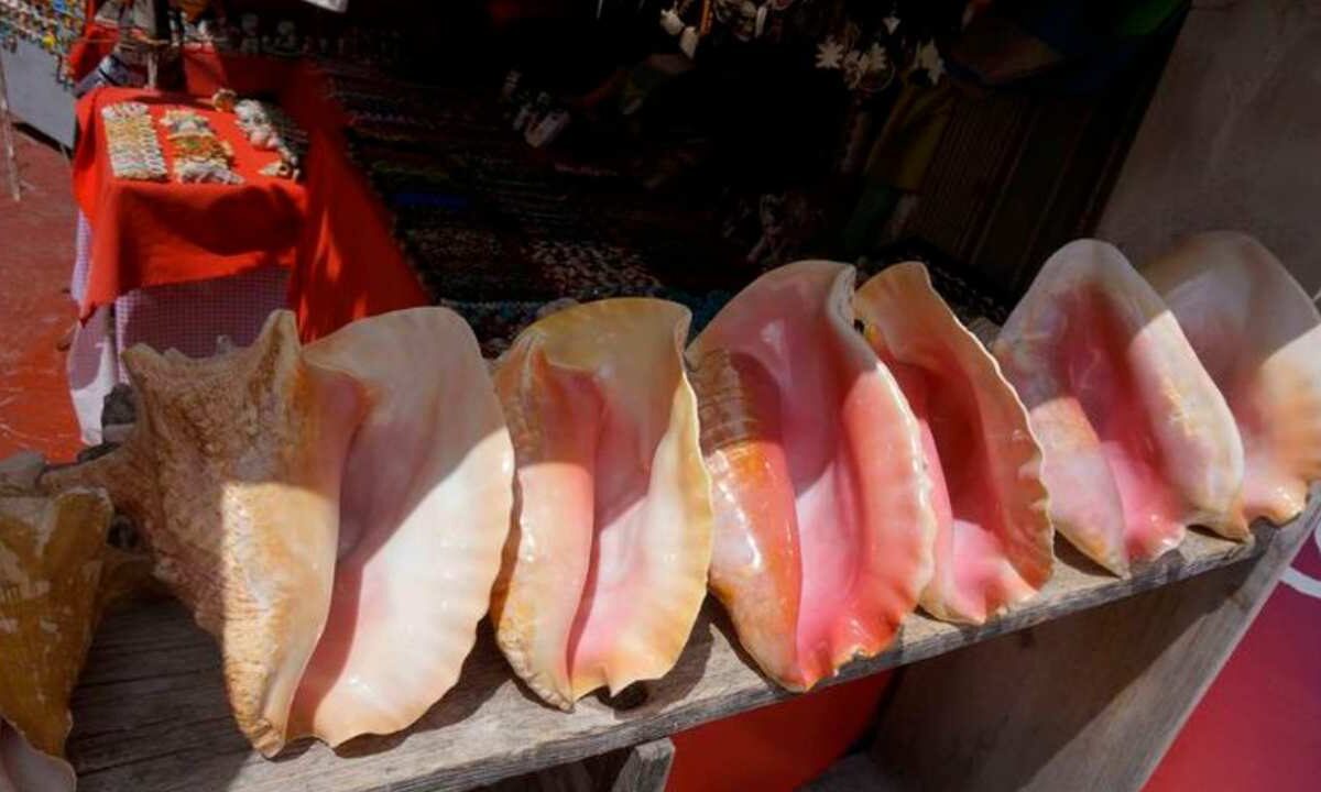 Pescadores autorizados capturan caracol rosado en Banco Chinchorro durante temporada 2026 en Quintana Roo.