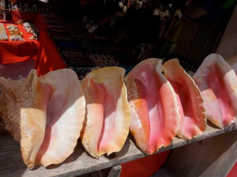 Temporada de caracol rosado inicia en Quintana Roo