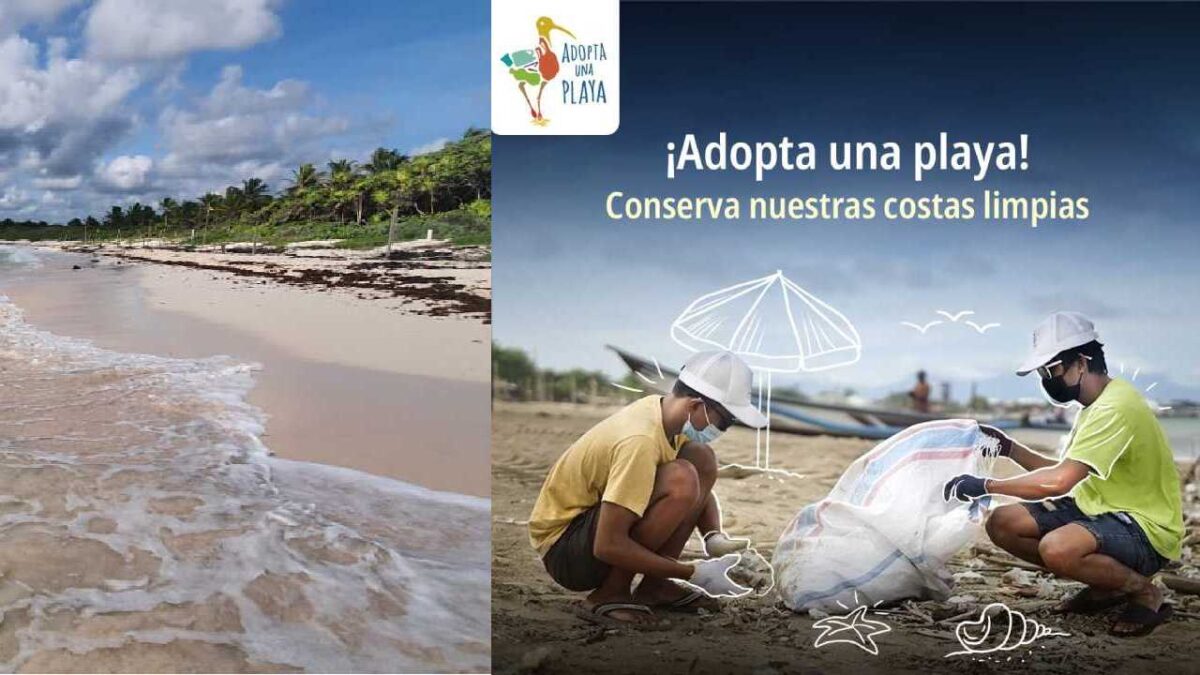 Playa de Quintana Roo pueden ser aodptadas.