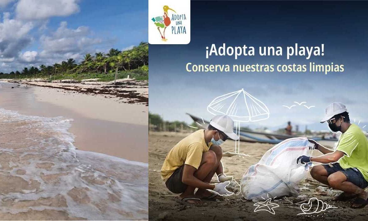 Playa de Quintana Roo pueden ser aodptadas.