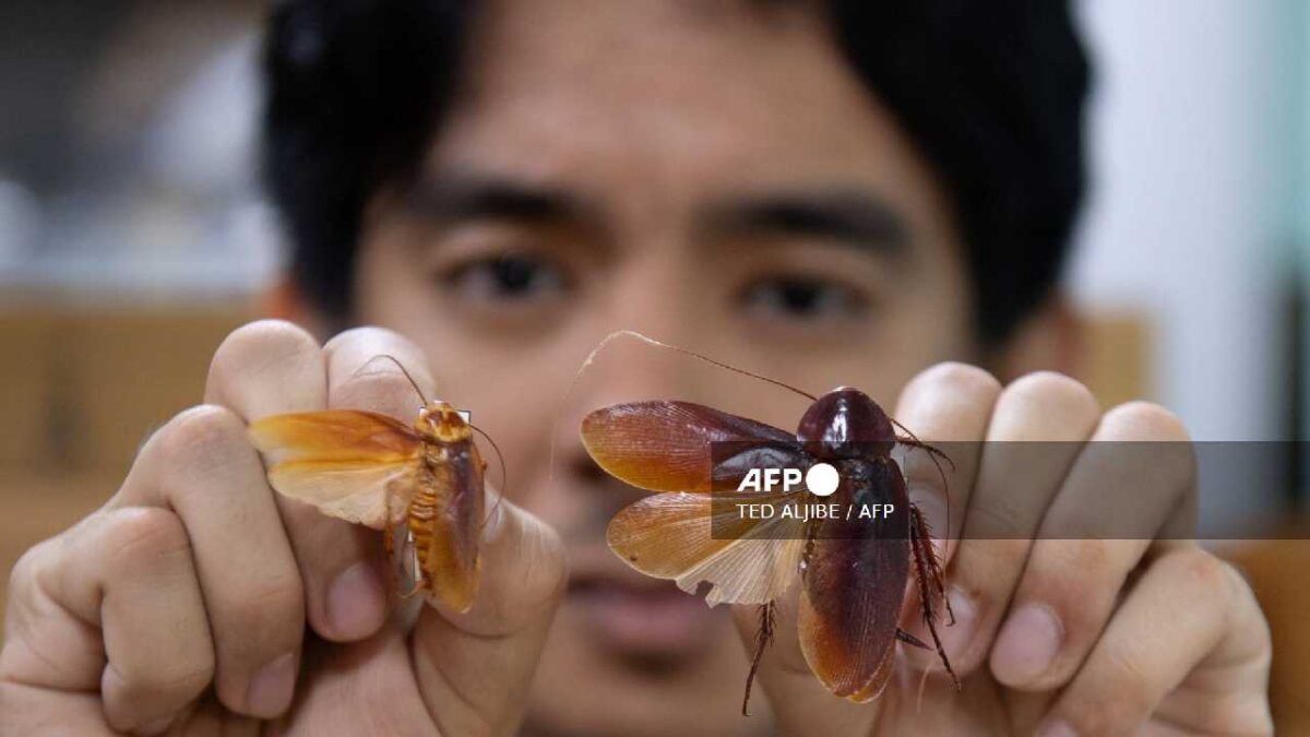 El señor de las cucarachas y su trabajo.
