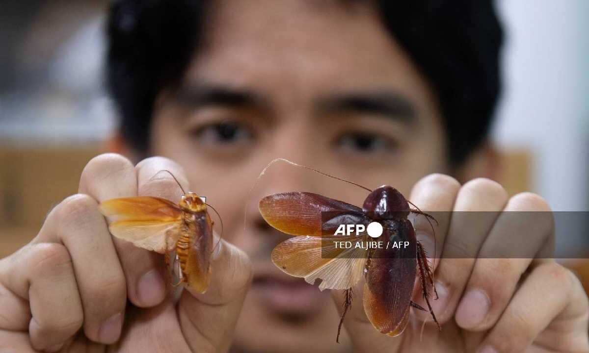 El señor de las cucarachas y su trabajo.