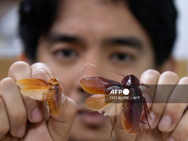 El “señor de las cucarachas” defiende a los insectos más incomprendidos del planeta
