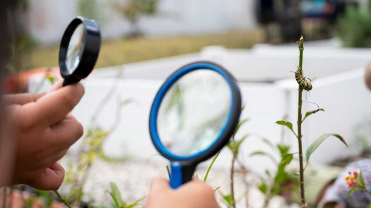 Cuidado a la mariposa monarca en Cozumel.