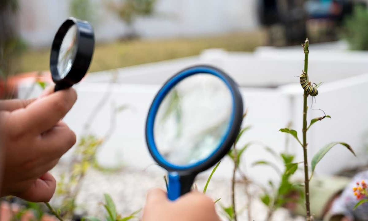 Cuidado a la mariposa monarca en Cozumel.