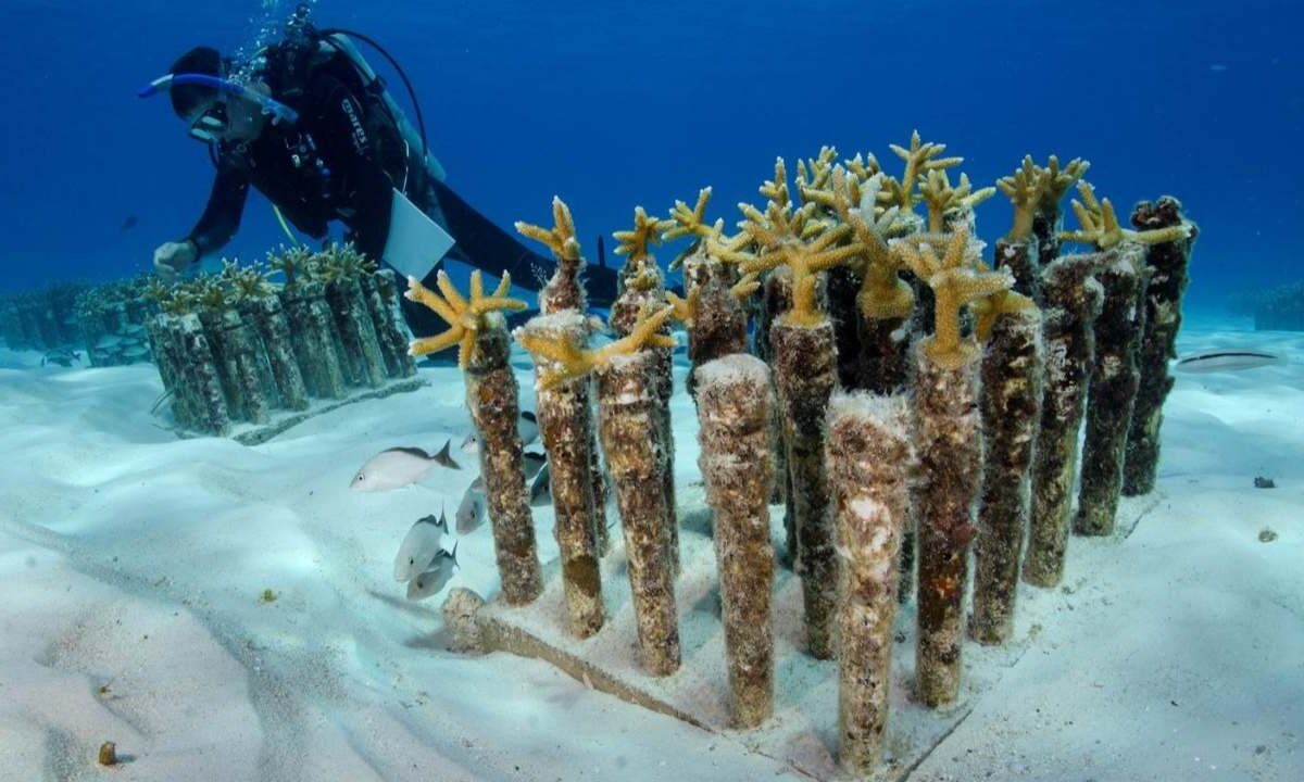 Nuevos arrecifes artificiales frente a Cancún e Isla Mujeres