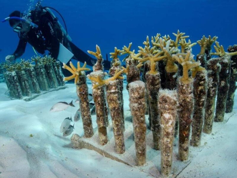 Proyectan nuevos arrecifes artificiales frente a Cancún e Isla Mujeres