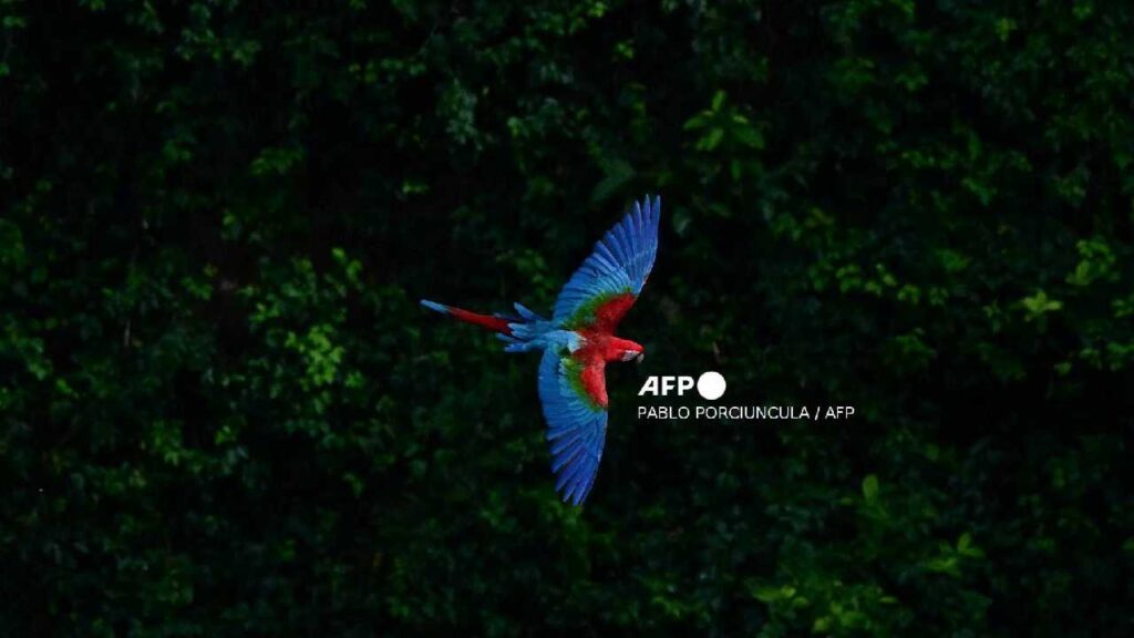 Protección a 40 especies migratorias más.