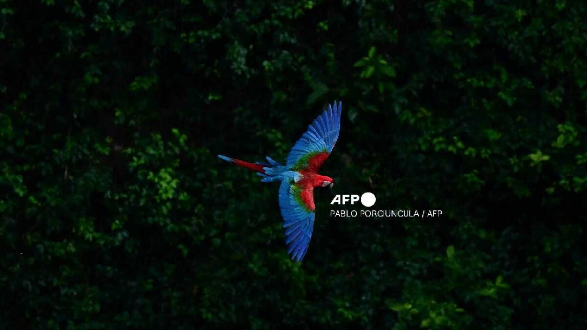 Protección a 40 especies migratorias más.