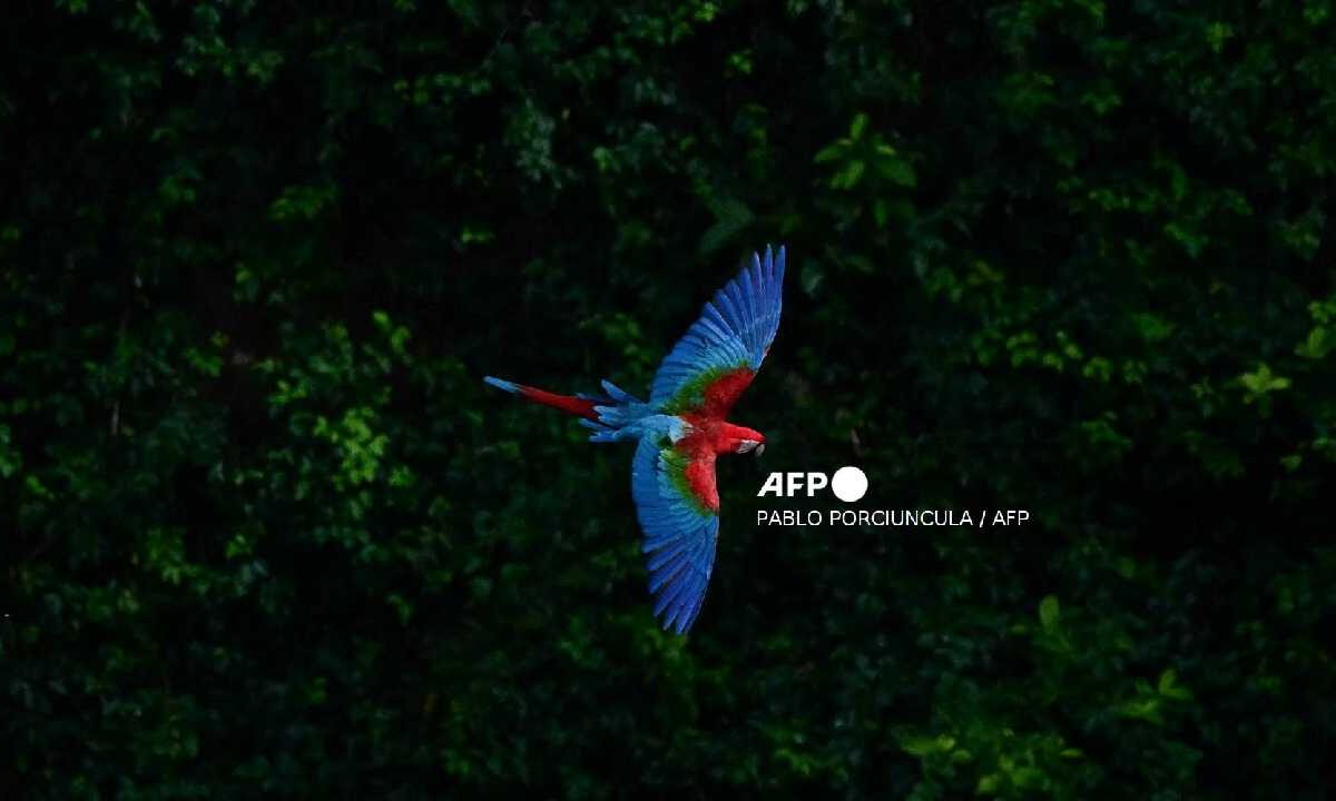 Protección a 40 especies migratorias más.