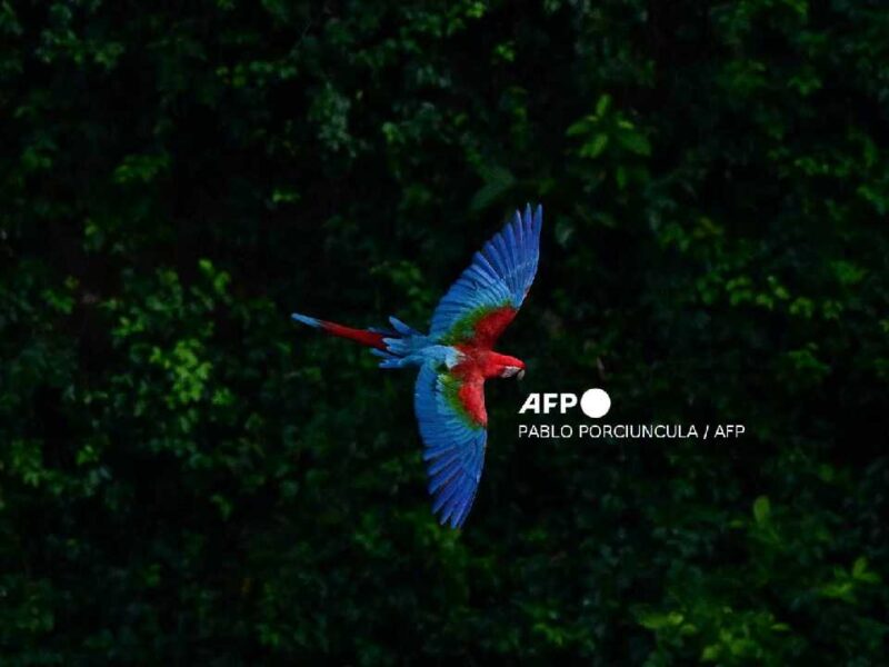 ONU: 40 especies migratorias reciben nuevo escudo global con protección internacional ampliada