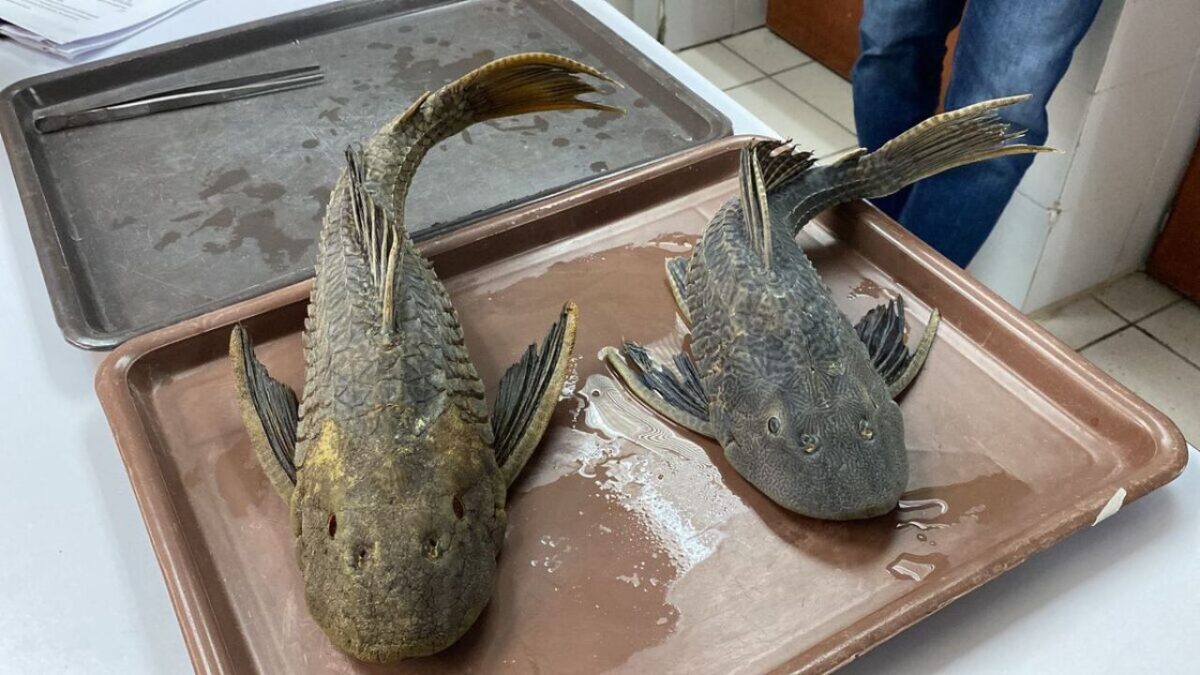 ¿El pez diablo en la Laguna de Bacalar? Autoridades de Quintana Roo alistan un plan prioritario para frenar a esta especie invasora.