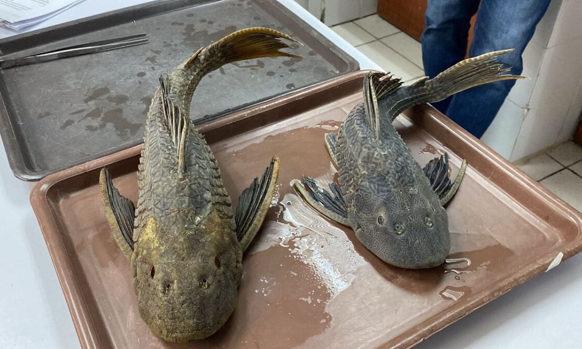 ¿El pez diablo en la Laguna de Bacalar? Autoridades de Quintana Roo alistan un plan prioritario para frenar a esta especie invasora.