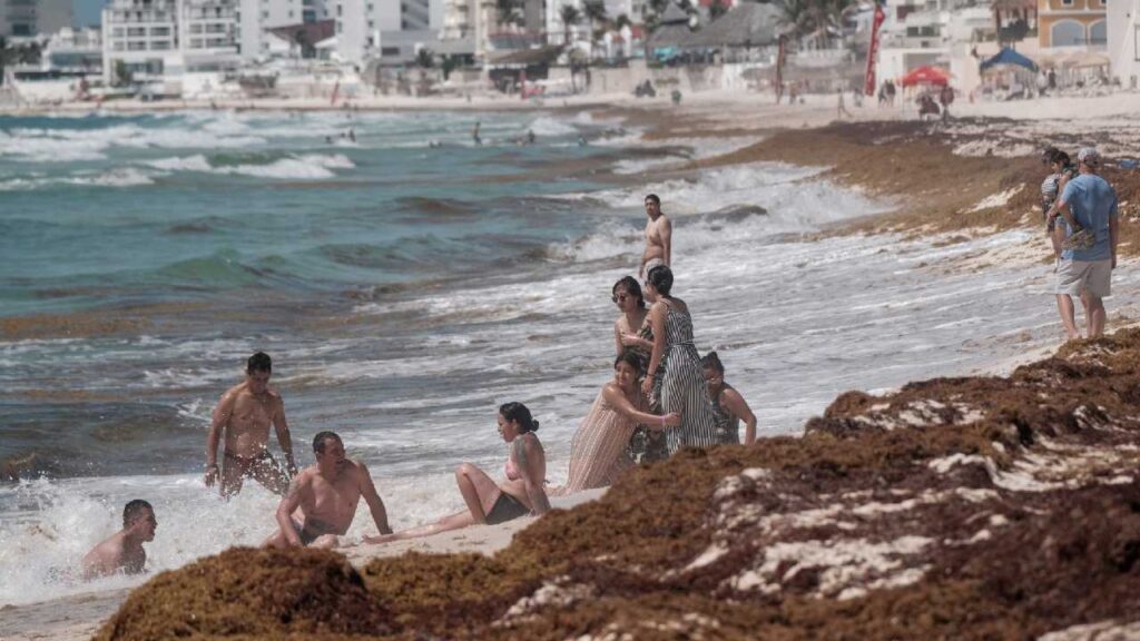 Mantienen planes para el sargazo.