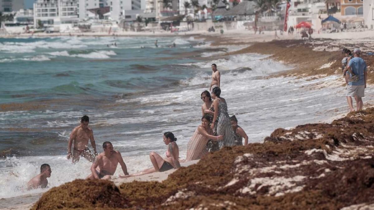 Mantienen planes para el sargazo.