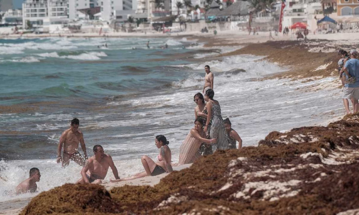 Mantienen planes para el sargazo.