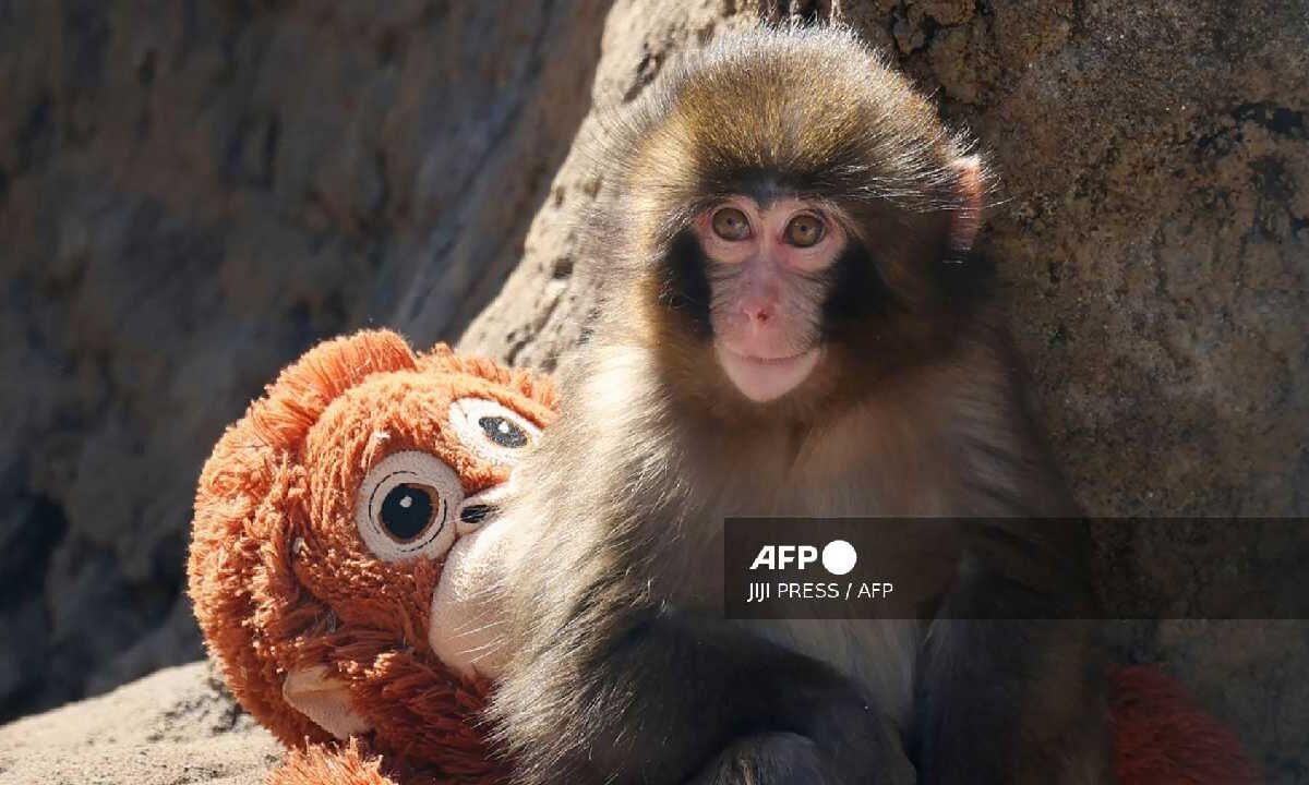"Punch" el macaco viral de Japón no sufre acoso asegura el zoológico
