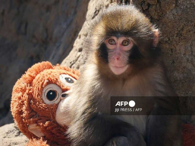 "Punch", el macaco que abrazó un peluche y conmovió a internet, evoluciona favorablemente