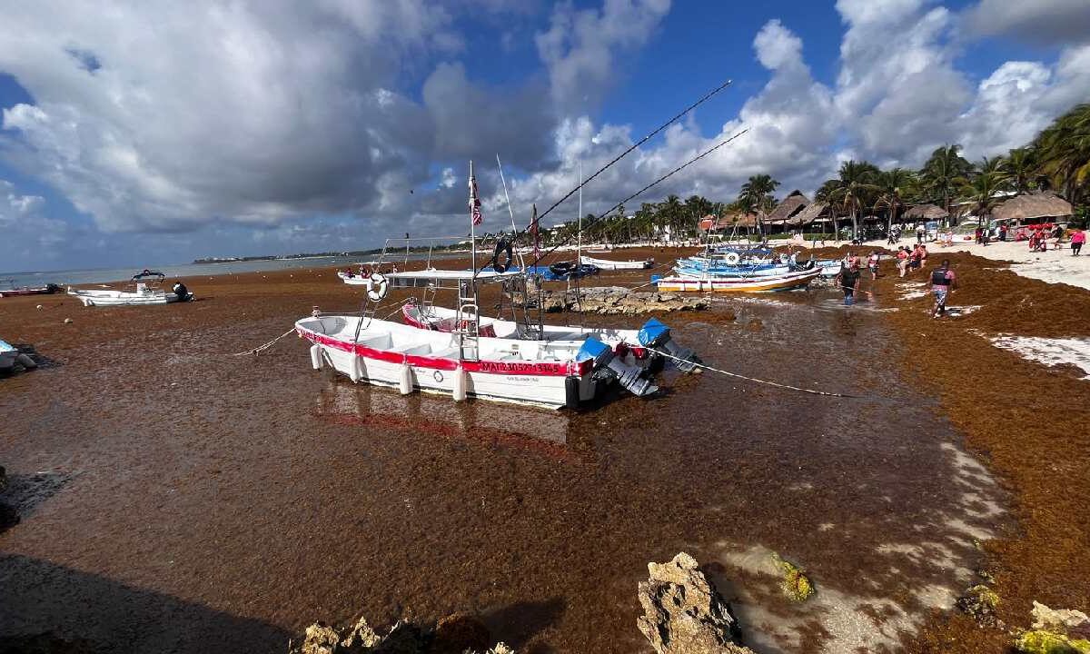 Además de contener el sargazo, el experto planteó la necesidad de impulsar su aprovechamiento mediante procesos industriales y sustentables.