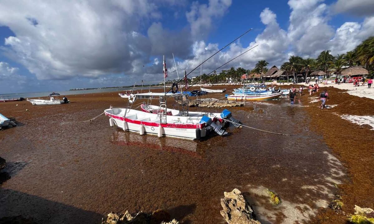 Sargazo en Quintana Roo 2026: Van 10 mil toneladas recolectadas