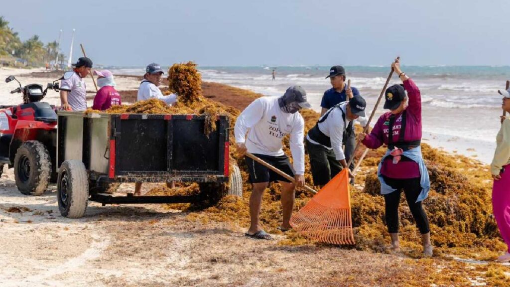 Supervisa Diego Castañón trabajos para retirar el sargazo en la zona costera de Tulum