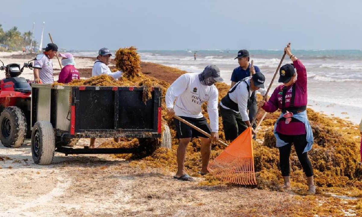 Retiran sargazo en Tulum