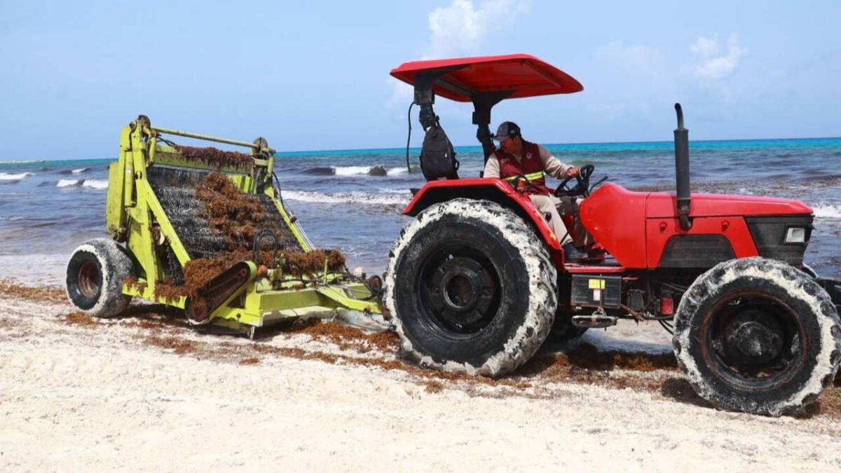 Trabajadores retiran sargazo en Playa Delfines de Cancún con maquinaria y brigadas municipales