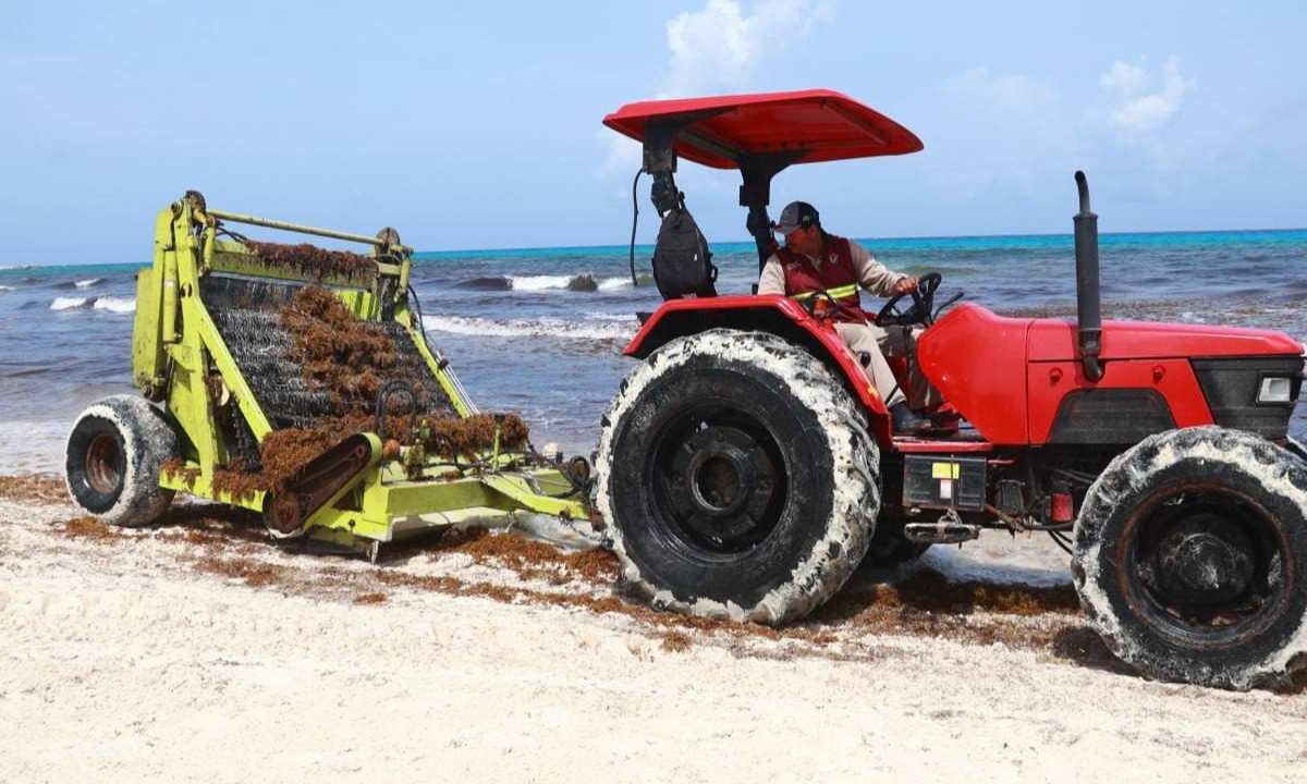 Trabajadores retiran sargazo en Playa Delfines de Cancún con maquinaria y brigadas municipales