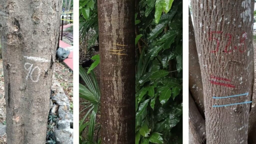 Quintana Roo mapeará su arbolado con una App