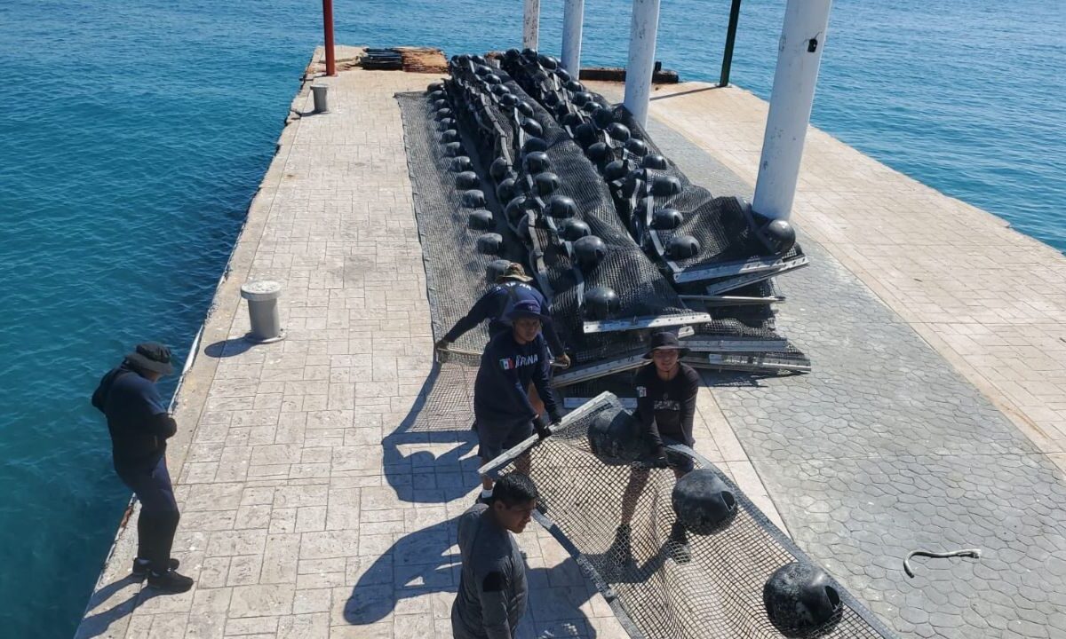 Quintana Roo se adelanta al sargazo previo a las vacaciones