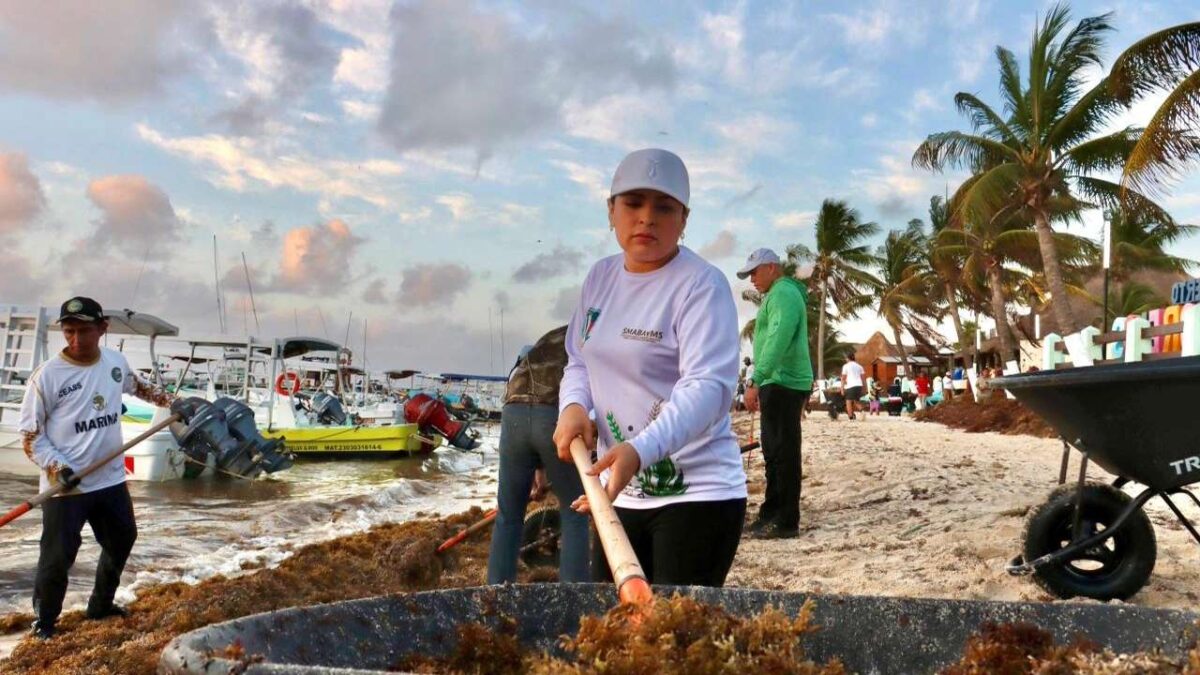 Limpieza de playas en Puerto Morelos ante arribo de sargazo