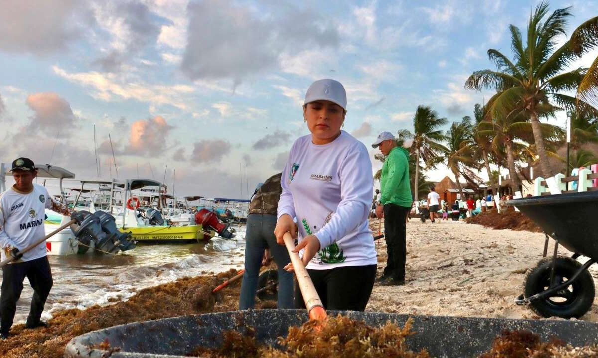 Limpieza de playas en Puerto Morelos ante arribo de sargazo