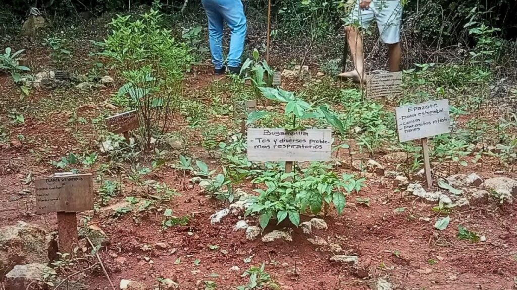 Quintana Roo impulsa plantas medicinales
