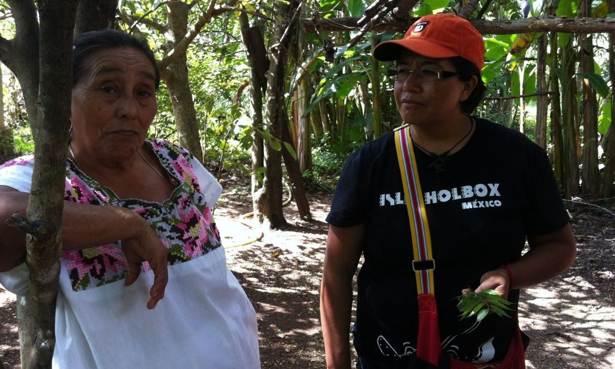 Quintana Roo impulsa plantas medicinales