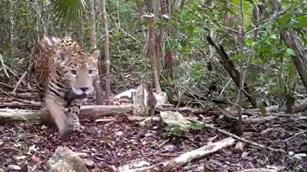 Graban a un Jaguar en Tulum.