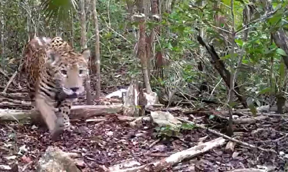 Graban a un Jaguar en Tulum.