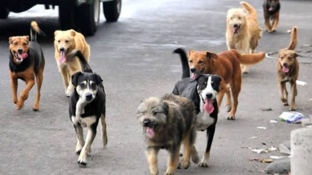 Censo de mascotas en Cancún sigue detenido por nuevo instituto