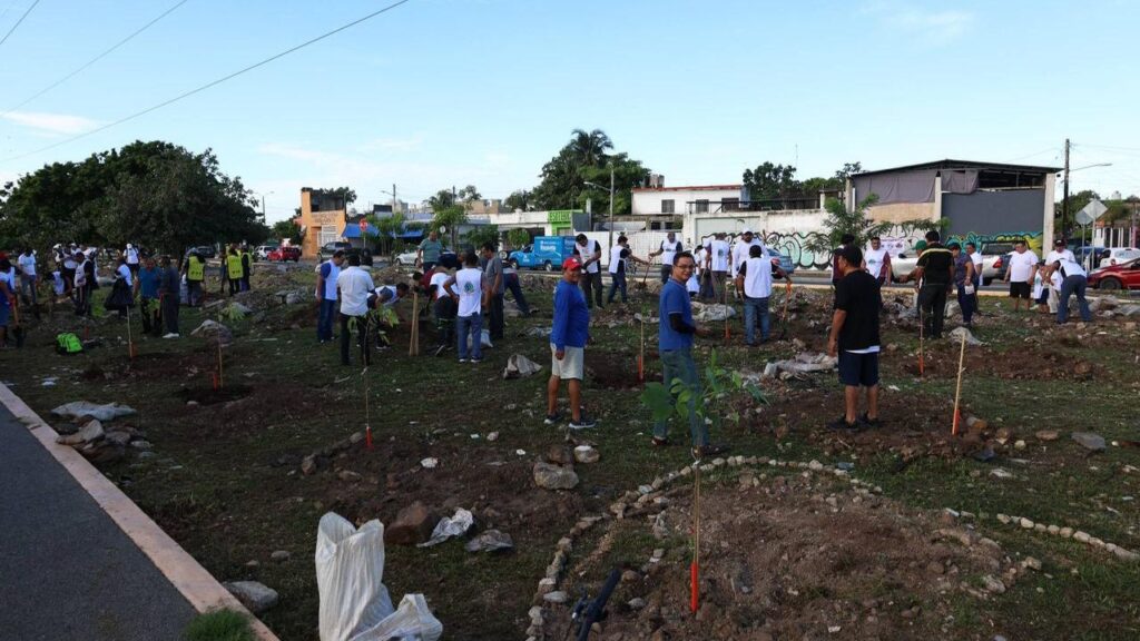 Cancún obtiene “Ciudad Árbol del Mundo 2025” por reforestación