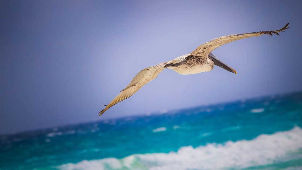 Clima en Quintana Roo: ambiente cálido con algunos nublados para hoy