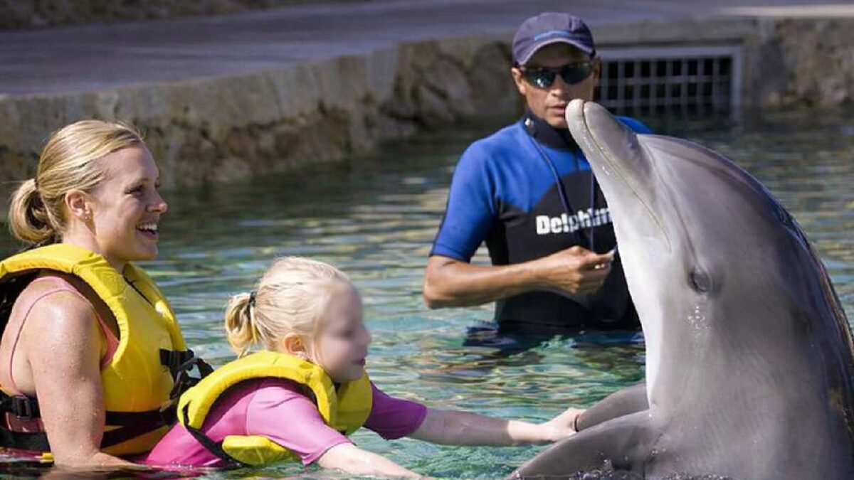 Pese a la prohibición de espectáculos y reproducción, autoridades descartan la liberación de ejemplares.