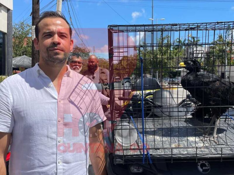 Ecología: salvan y reubican a hocofaisán y boa en Cancún tras reportes ciudadanos