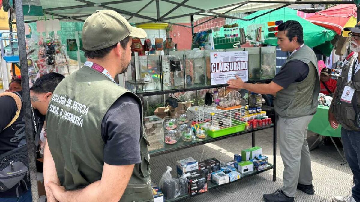 Aseguran animales exóticos.